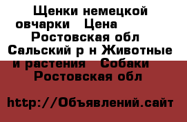 Щенки немецкой овчарки › Цена ­ 3 500 - Ростовская обл., Сальский р-н Животные и растения » Собаки   . Ростовская обл.